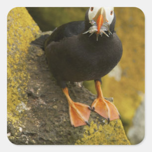 USA, Alaska, Pribilof Islands, St Paul. Tufted Square Sticker