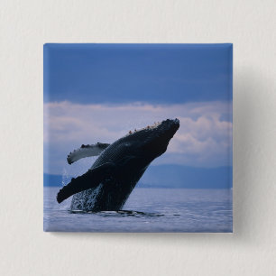 USA, Alaska, Tongass National Forest, Humpback 15 Cm Square Badge
