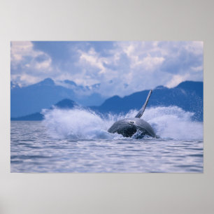 USA, Alaska, Tongass National Forest, Humpback 4 Poster