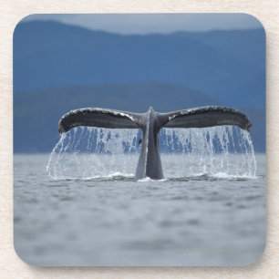 USA, Alaska, Tongass National Forest, Humpback Coaster