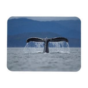 USA, Alaska, Tongass National Forest, Humpback Magnet