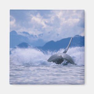 USA, Alaska, Tongass National Forest, Humpback Magnet