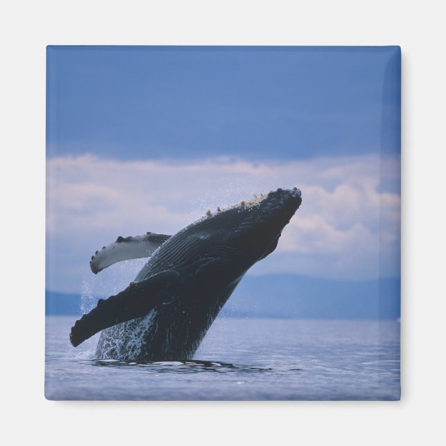 USA, Alaska, Tongass National Forest, Humpback Magnet (Front)