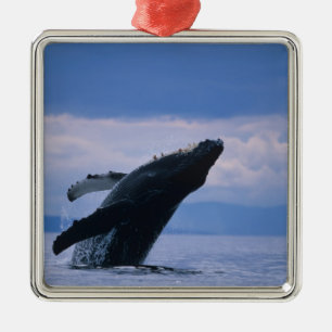 USA, Alaska, Tongass National Forest, Humpback Metal Ornament
