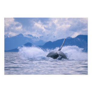USA, Alaska, Tongass National Forest, Humpback Photo Print