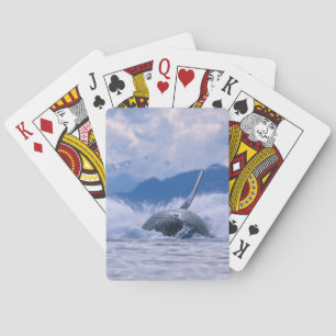 USA, Alaska, Tongass National Forest, Humpback Playing Cards