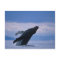 USA, Alaska, Tongass National Forest, Humpback