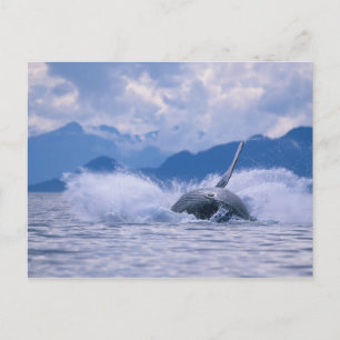 USA, Alaska, Tongass National Forest, Humpback Postcard