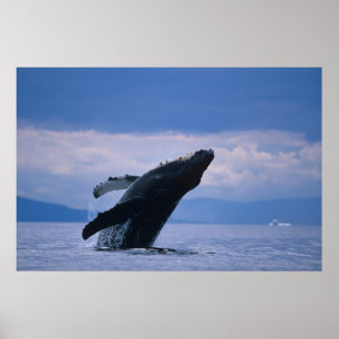 USA, Alaska, Tongass National Forest, Humpback Poster