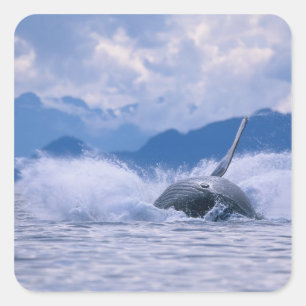 USA, Alaska, Tongass National Forest, Humpback Square Sticker