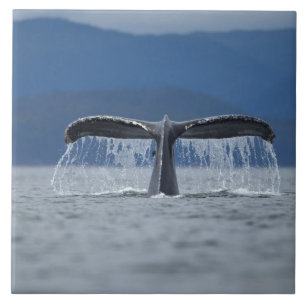 USA, Alaska, Tongass National Forest, Humpback Tile