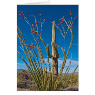 USA, Arizona. Cactus In Saguaro National Park