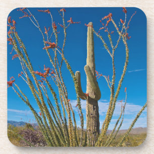 USA, Arizona. Cactus In Saguaro National Park Coaster