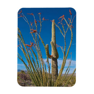 USA, Arizona. Cactus In Saguaro National Park Magnet