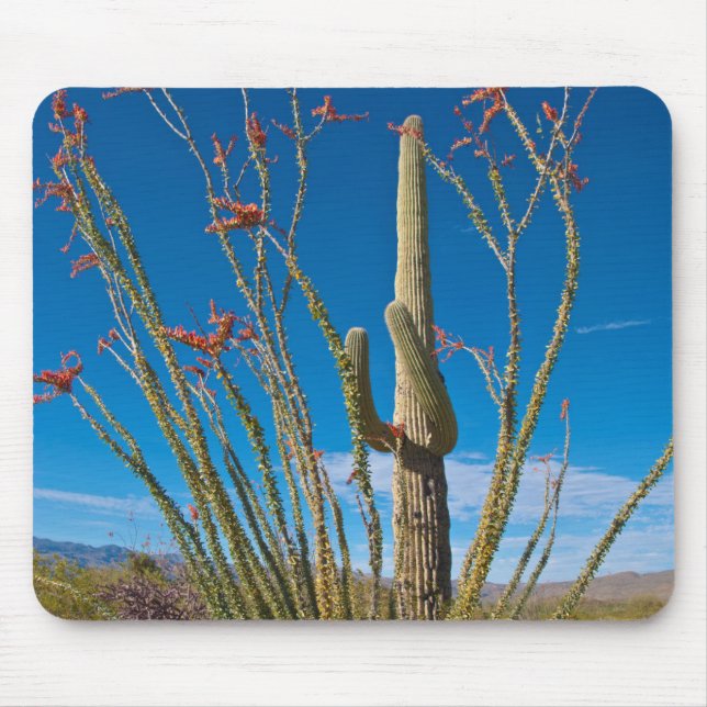 USA, Arizona. Cactus In Saguaro National Park Mouse Pad (Front)
