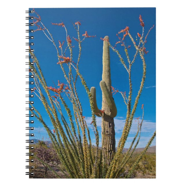 USA, Arizona. Cactus In Saguaro National Park Notebook (Front)