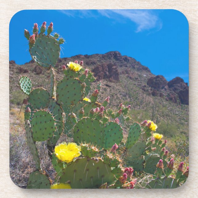 USA, Arizona. Cactus In The Hills Coaster (Front)