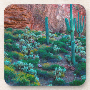 USA, Arizona. Desert Flora Coaster