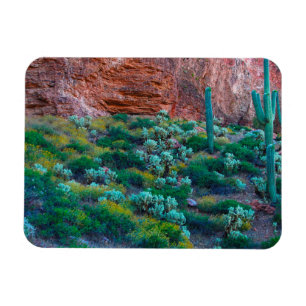 USA, Arizona. Desert Flora Magnet