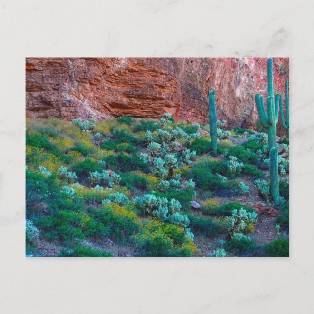 USA, Arizona. Desert Flora Postcard (Front)