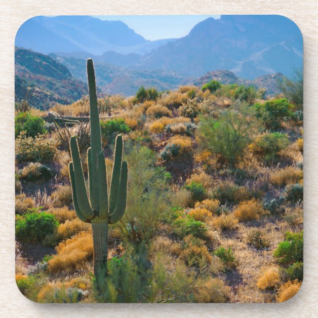 USA, Arizona. Desert View Coaster (Front)