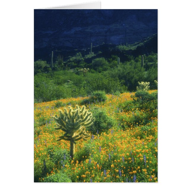 USA, Arizona, Organ Pipe Cactus National (Front)