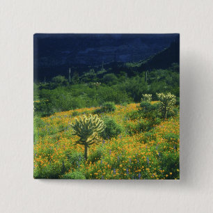USA, Arizona, Organ Pipe Cactus National 15 Cm Square Badge