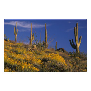 USA, Arizona, Organ Pipe Cactus National 2 Photo Print