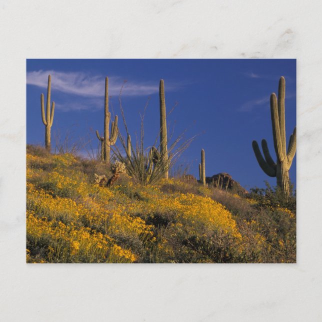 USA, Arizona, Organ Pipe Cactus National 2 Postcard (Front)