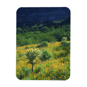 USA, Arizona, Organ Pipe Cactus National Magnet