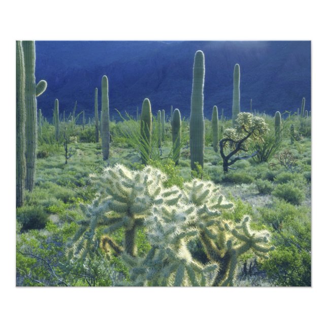 USA, Arizona, Organ Pipe Cactus National Photo Print (Front)