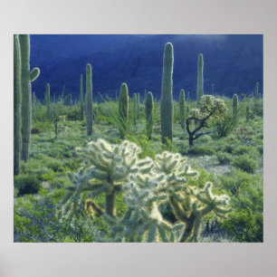 USA, Arizona, Organ Pipe Cactus National Poster