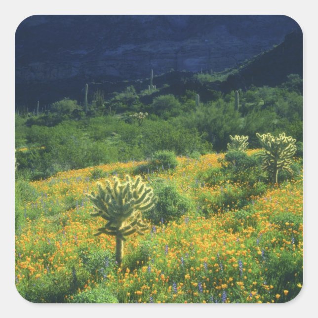 USA, Arizona, Organ Pipe Cactus National Square Sticker (Front)