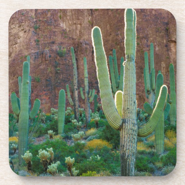 USA, Arizona. Saguaro Cactus Field By A Cliff Coaster (Front)