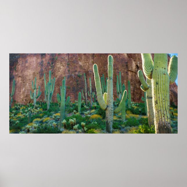 USA, Arizona. Saguaro Cactus Field By A Cliff Poster (Front)