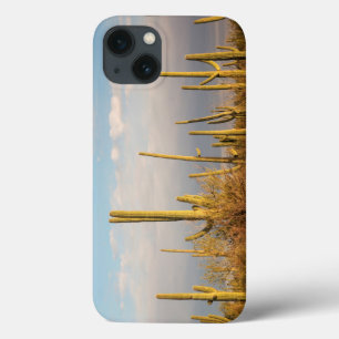 USA, Arizona, Saguaro National Park, Saguaro iPhone 13 Case