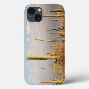 USA, Arizona, Saguaro National Park, Saguaro iPhone 13 Case
