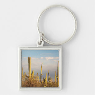 USA, Arizona, Saguaro National Park, Saguaro Key Ring