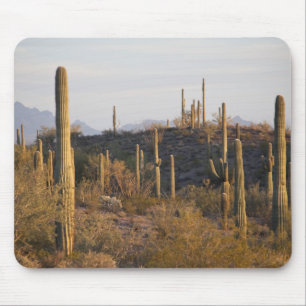 USA, Arizona, Sonoran Desert, Ajo, Ajo 2 Mouse Pad