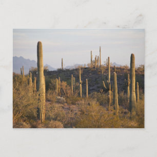 USA, Arizona, Sonoran Desert, Ajo, Ajo 2 Postcard