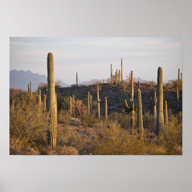 USA, Arizona, Sonoran Desert, Ajo, Ajo 2 Poster (Front)