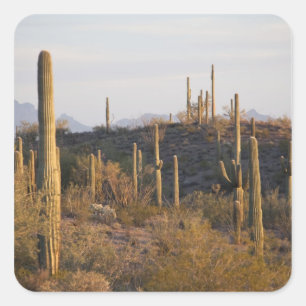USA, Arizona, Sonoran Desert, Ajo, Ajo 2 Square Sticker