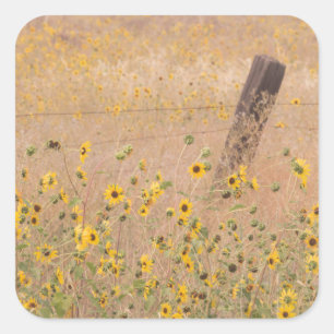 USA, California, Adin. Barbed-Wire Fence Square Sticker