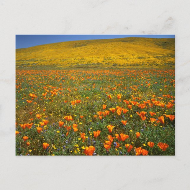 USA, California, Antelope Valley California Postcard (Front)