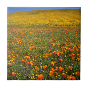 USA, California, Antelope Valley California Tile