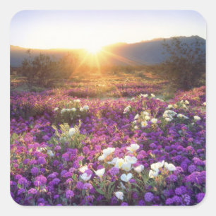 USA, California, Anza-Borrego Desert State Park. 2 Square Sticker