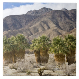USA, California, Anza-Borrego Desert State Park. Tile