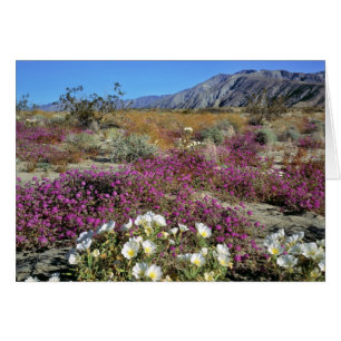 USA, California, Anza-Borrego DSP. Dune evening