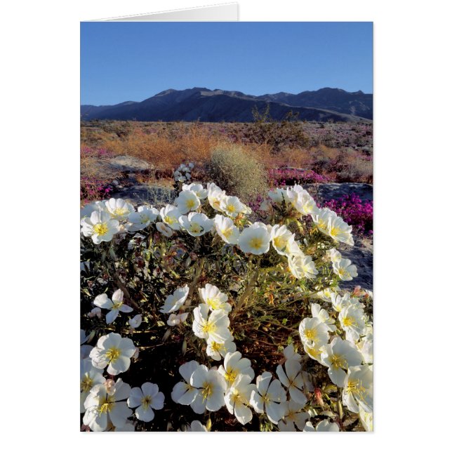 USA, California, Anza-Borrego DSP. Dune evening 2 (Front)