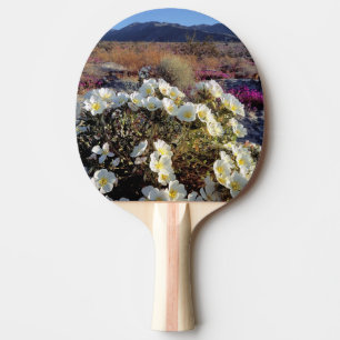 USA, California, Anza-Borrego DSP. Dune evening 2 Ping Pong Paddle
